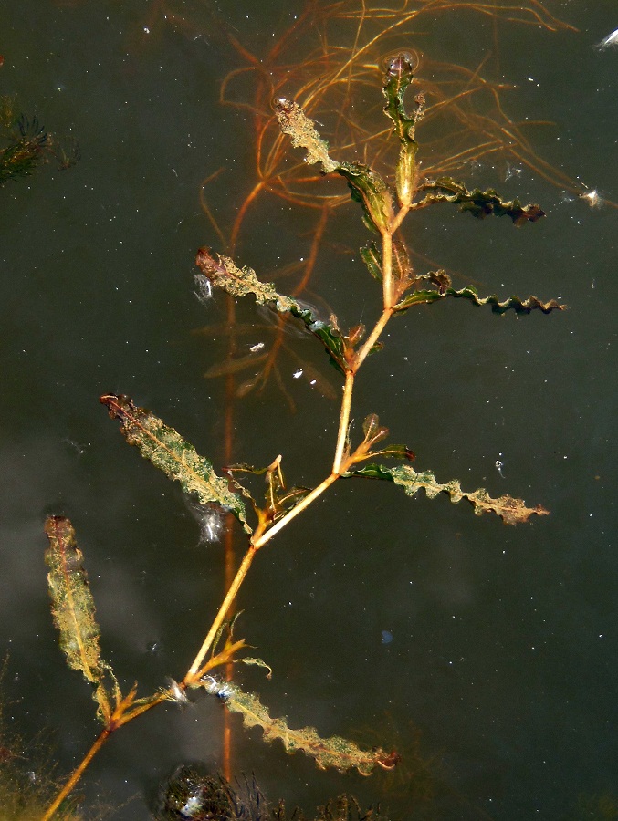 Image of Potamogeton crispus specimen.