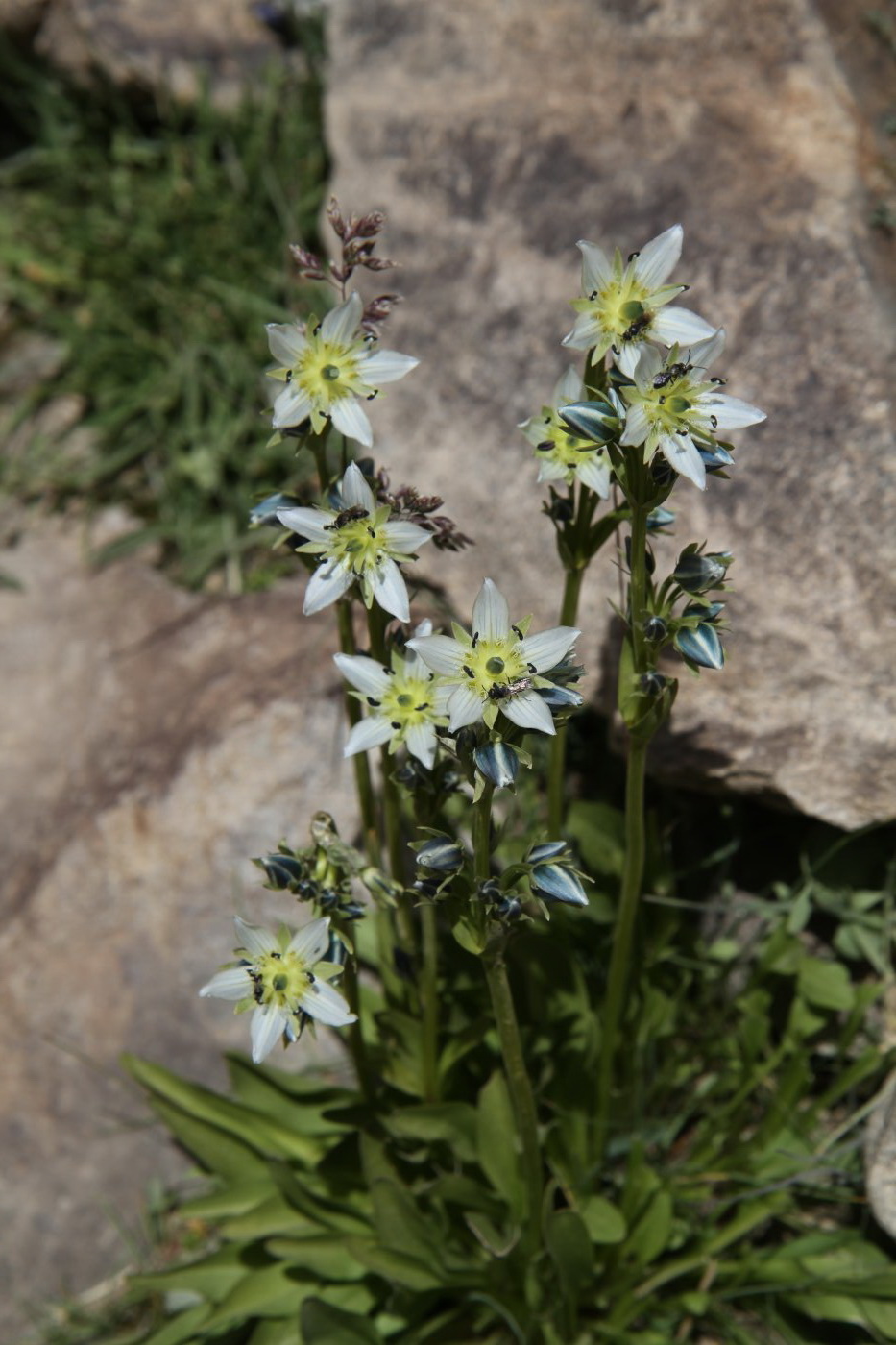 Image of genus Swertia specimen.