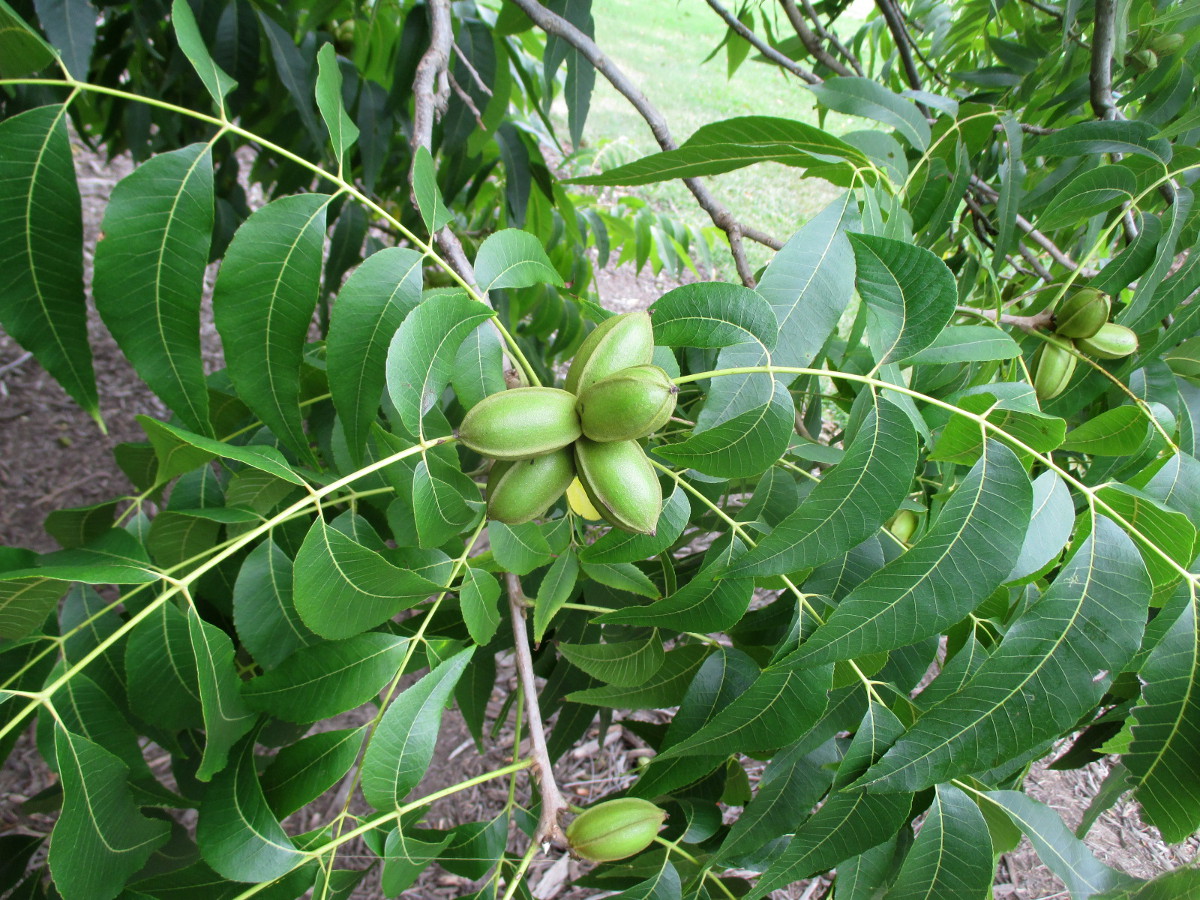 Изображение особи Carya illinoinensis.