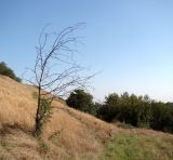 Gleditsia triacanthos