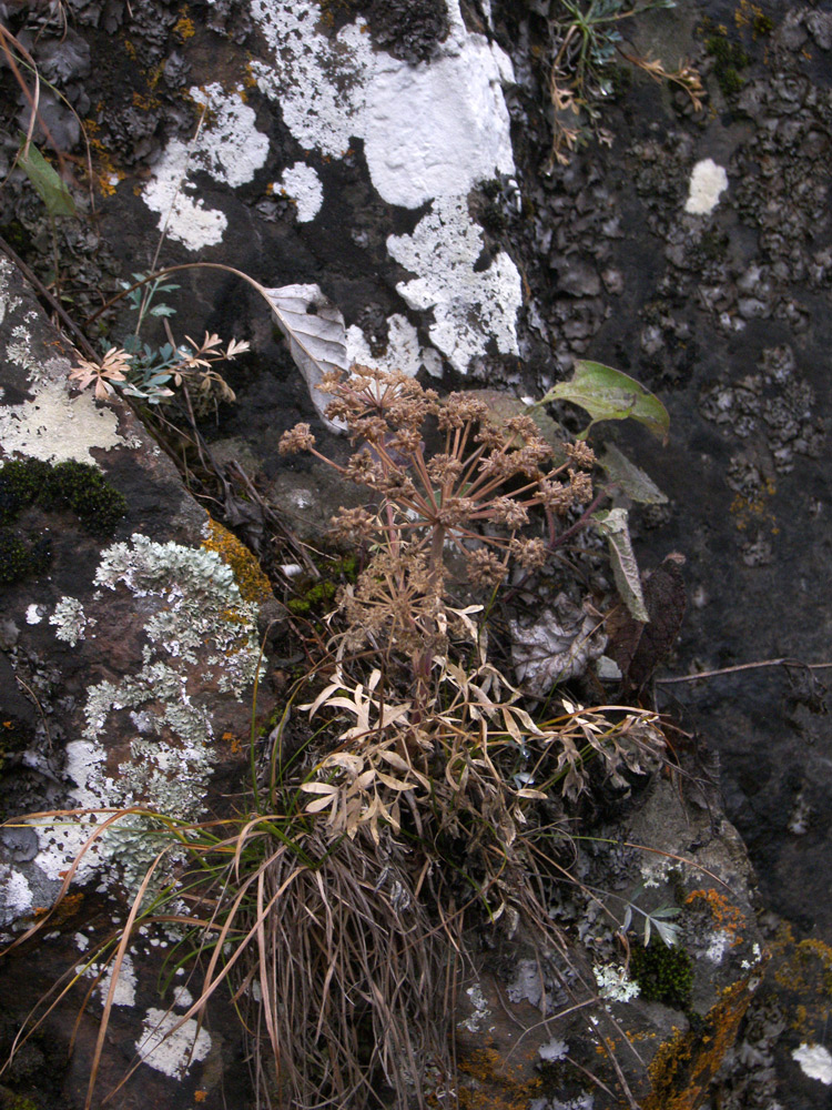 Image of Seseli petraeum specimen.