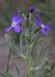 Matthiola sinuata. Соцветия. Испания, автономное сообщество Каталония, провинция Жирона, комарка Баш Эмпорда, муниципалитет Тороэлья-де-Монгри, устье р. Тер, тыловой склон дюны. 26.04.2017.