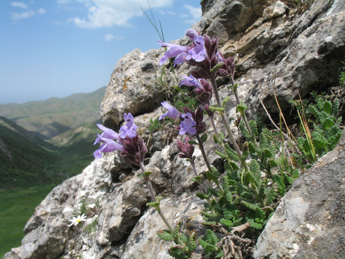 Image of Dracocephalum oblongifolium specimen.
