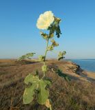 Alcea rugosa