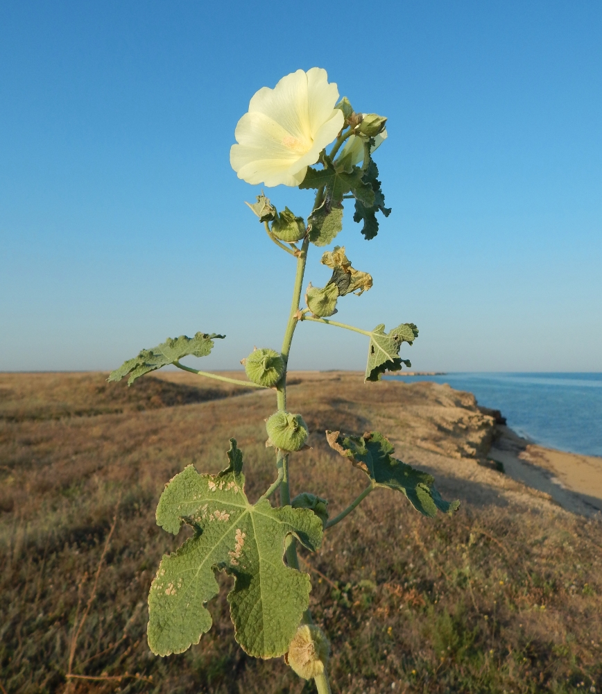 Изображение особи Alcea rugosa.