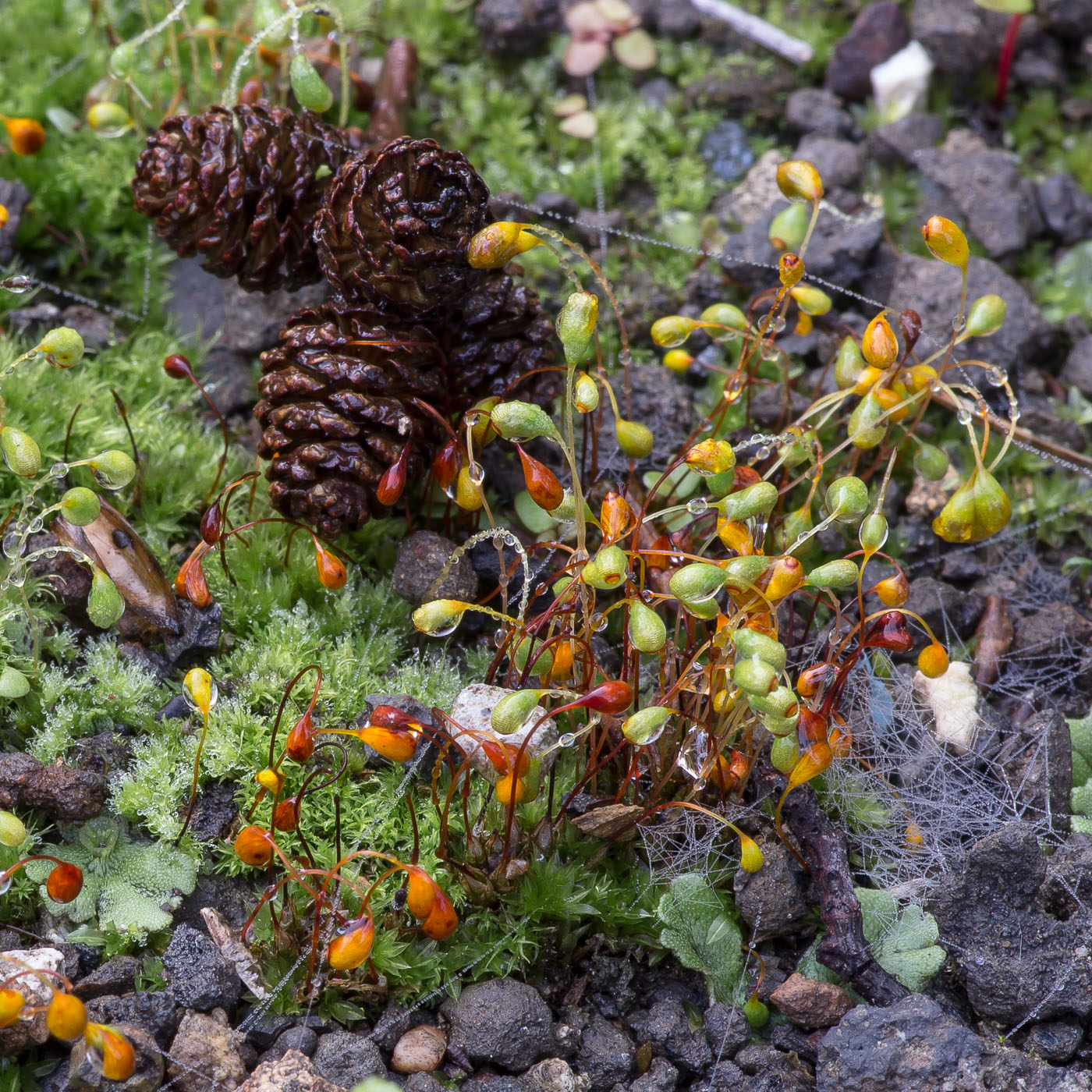 Image of Funaria hygrometrica specimen.