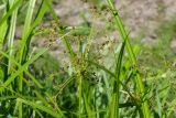 Scirpus sylvaticus