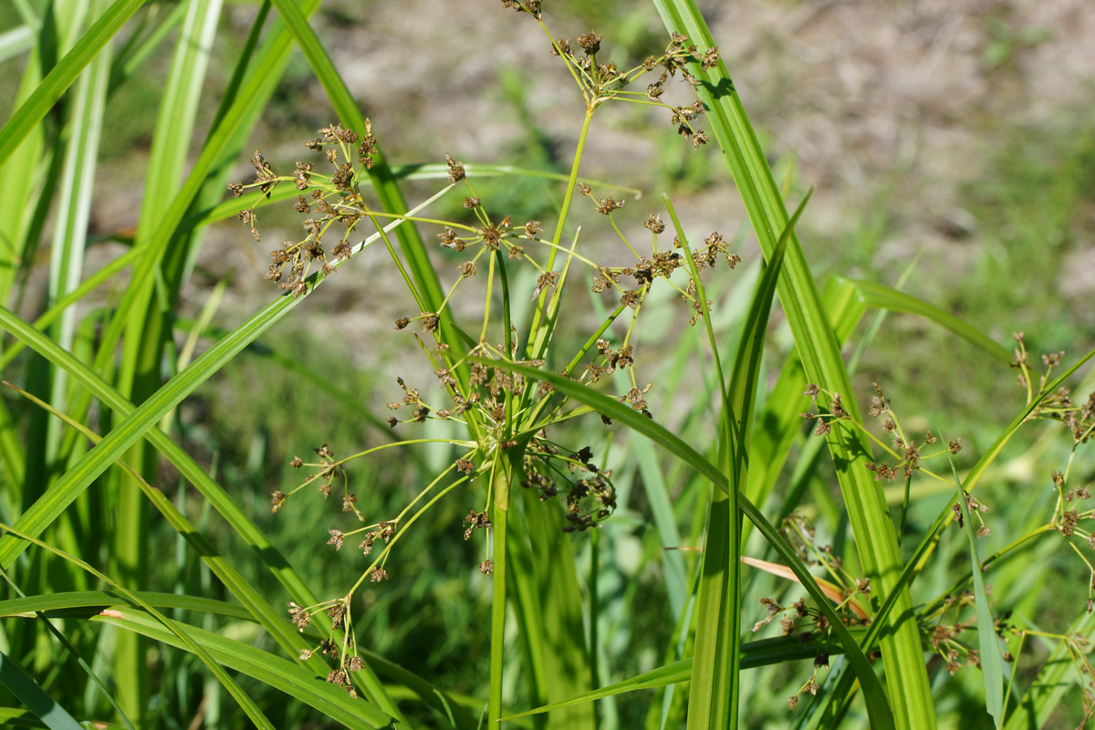 Image of Scirpus sylvaticus specimen.