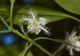 Lophostemon confertus
