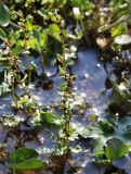 Saxifraga cernua