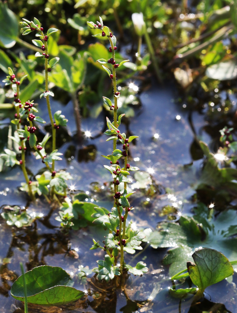 Image of Saxifraga cernua specimen.