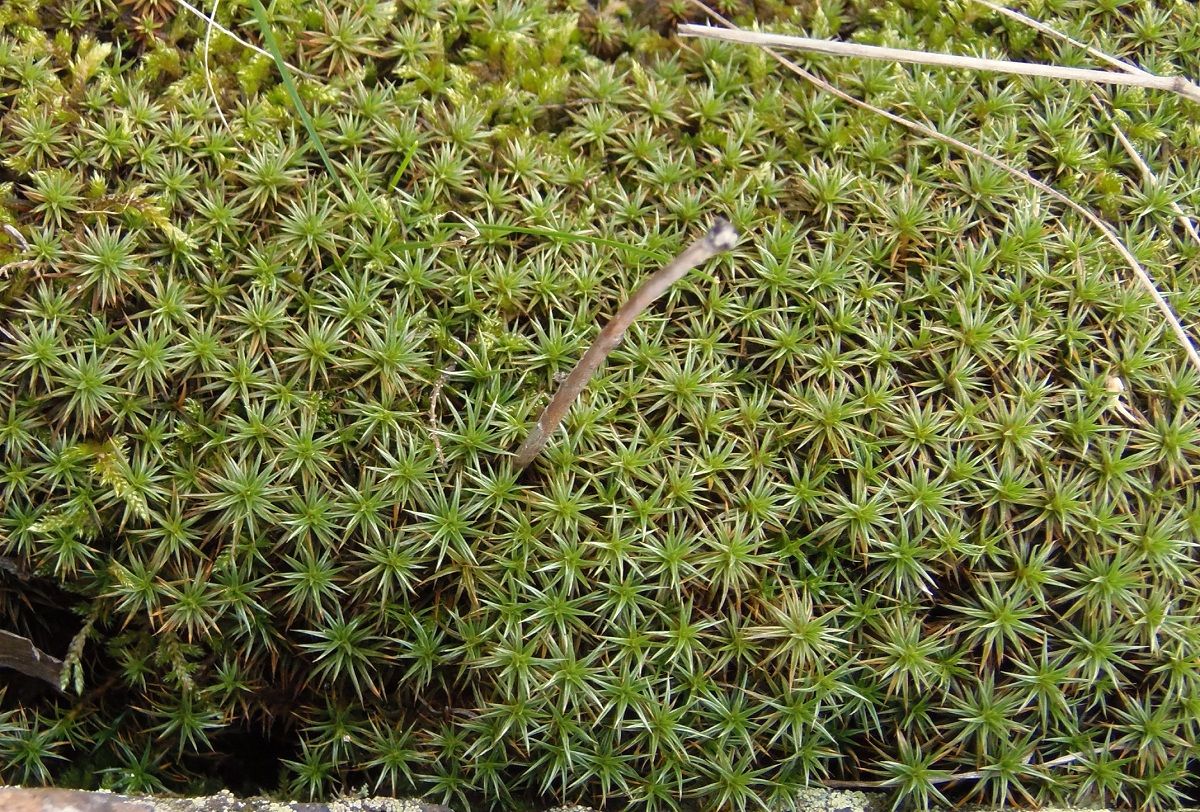 Изображение особи Polytrichum juniperinum.