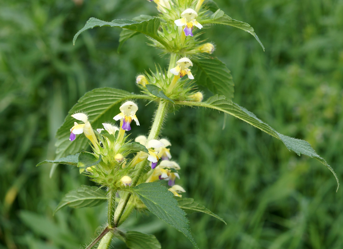 Image of Galeopsis speciosa specimen.