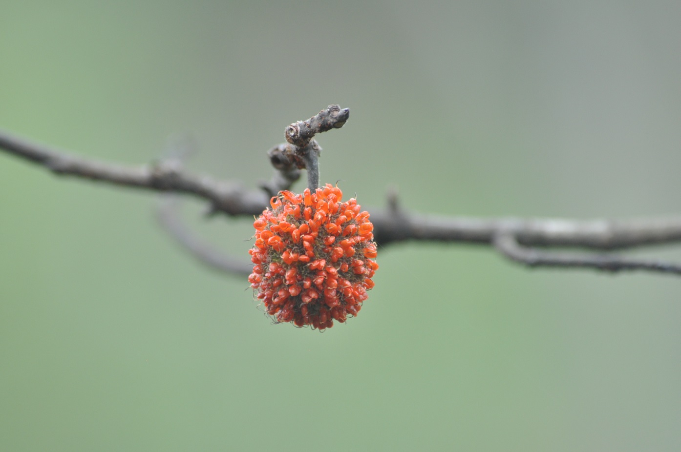 Изображение особи Broussonetia papyrifera.