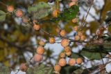 Diospyros lotus