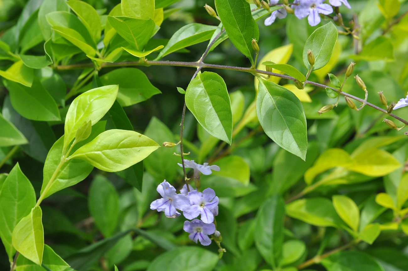 Image of Duranta erecta specimen.