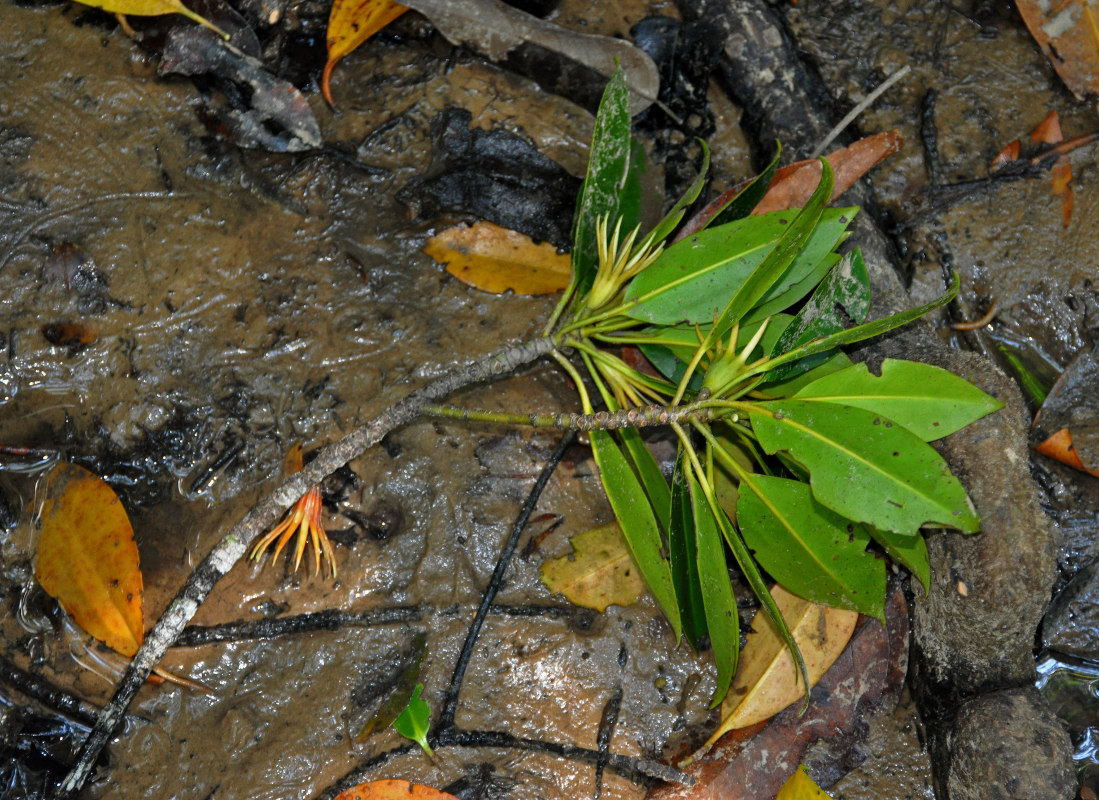 Image of Bruguiera gymnorhiza specimen.