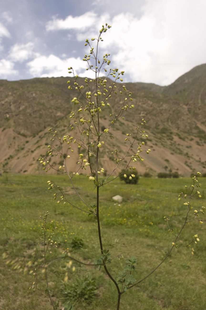 Image of Thalictrum minus specimen.