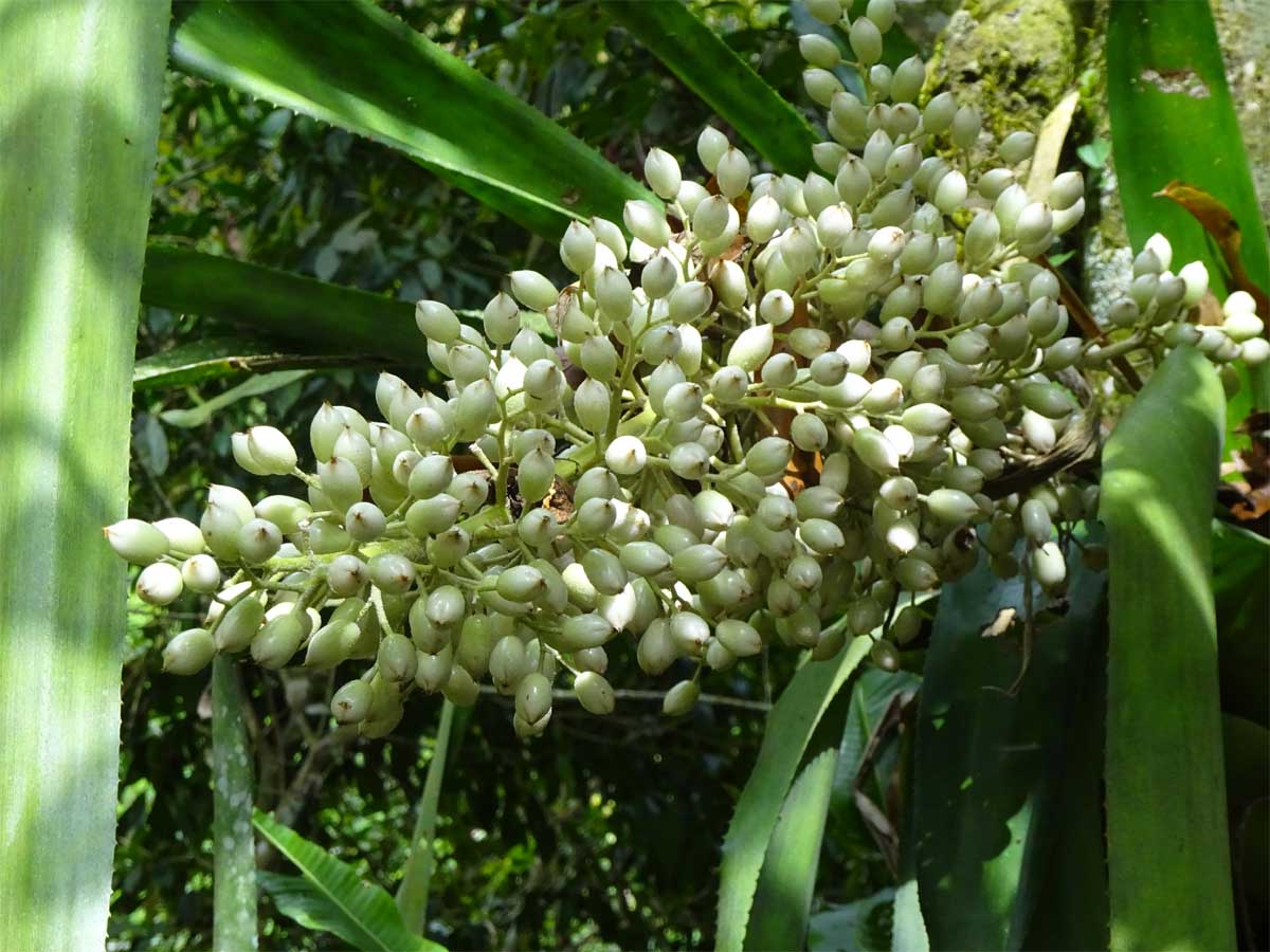 Image of Aechmea mexicana specimen.