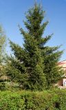 Picea abies