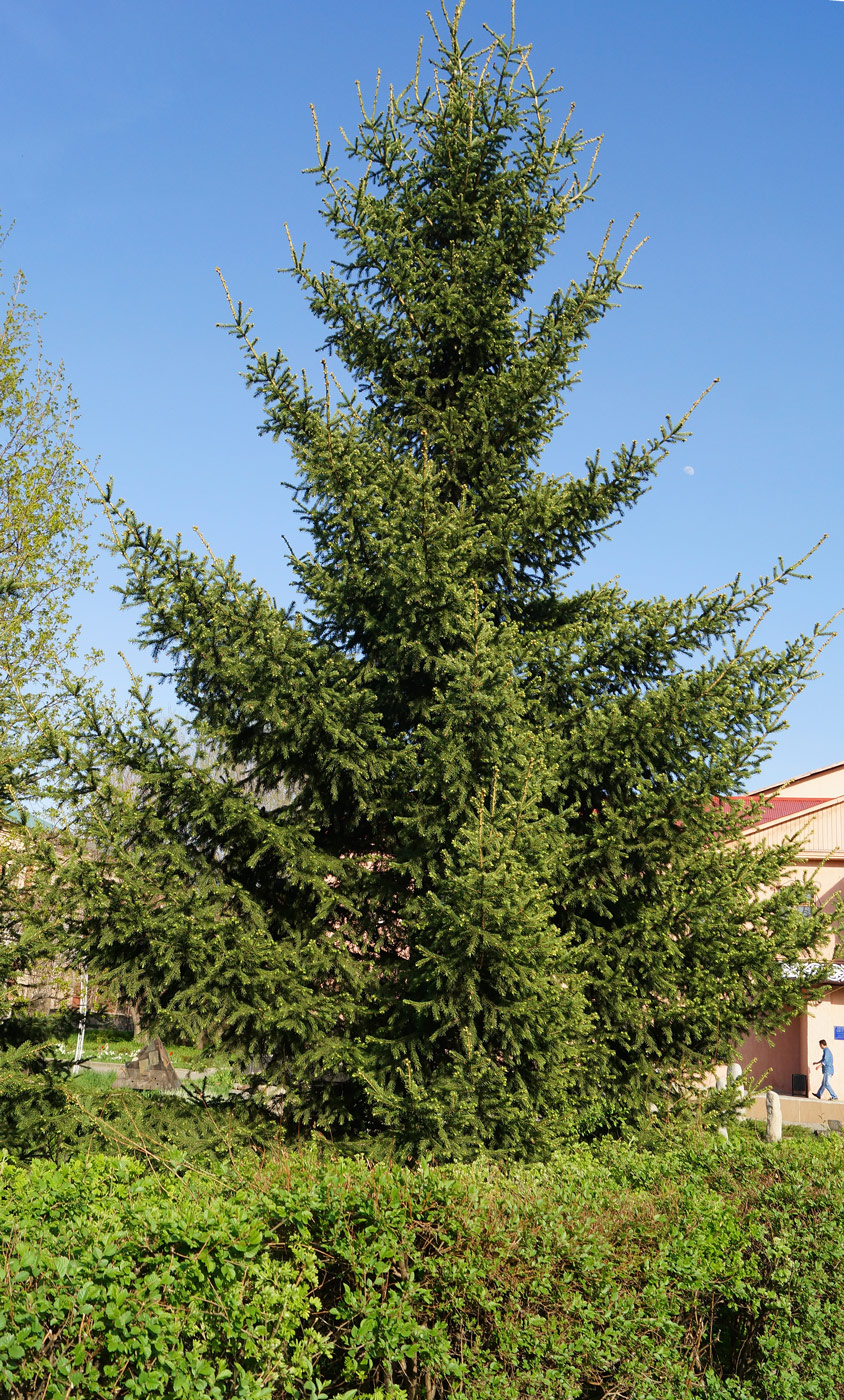 Изображение особи Picea abies.