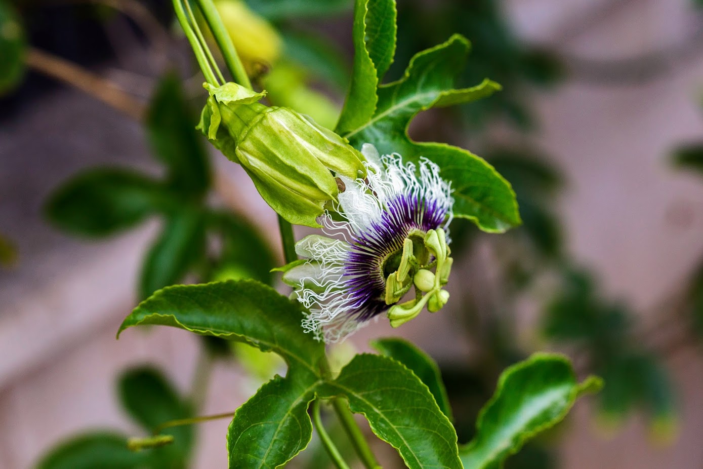 Image of Passiflora edulis specimen.