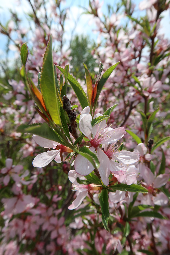 Изображение особи Amygdalus nana.