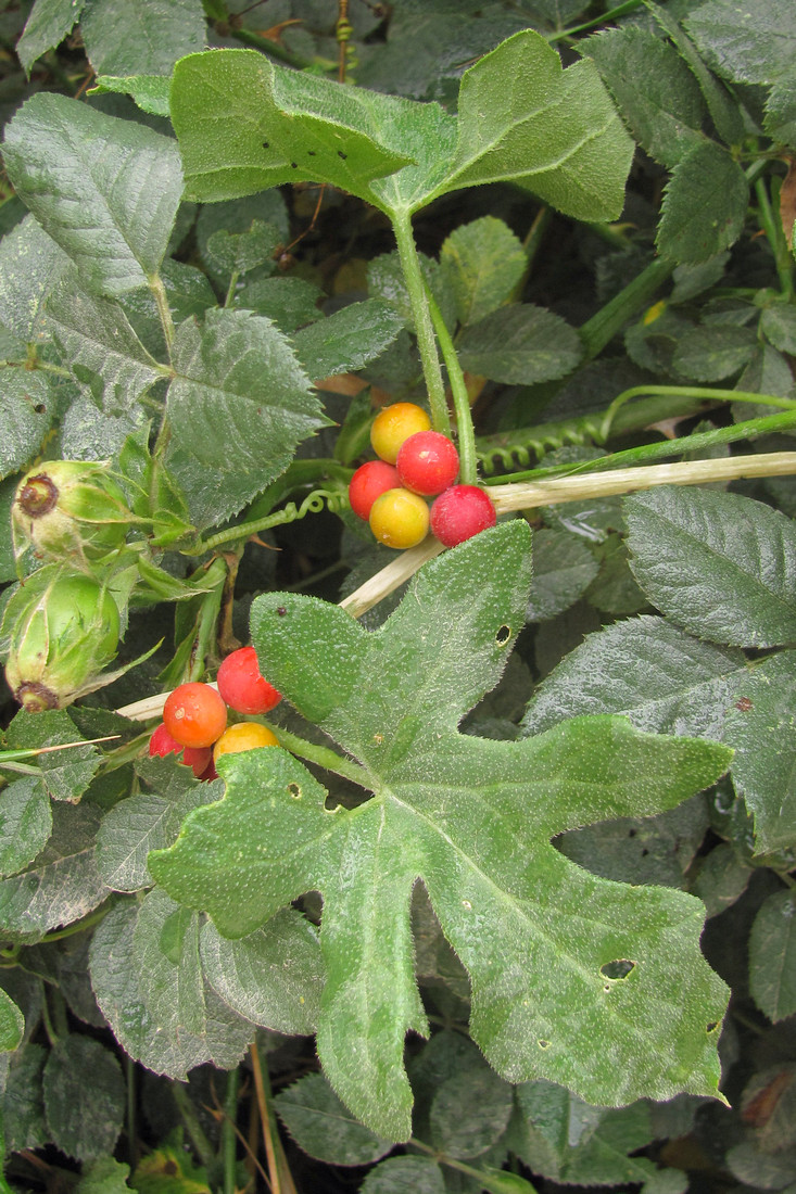 Image of Bryonia dioica specimen.