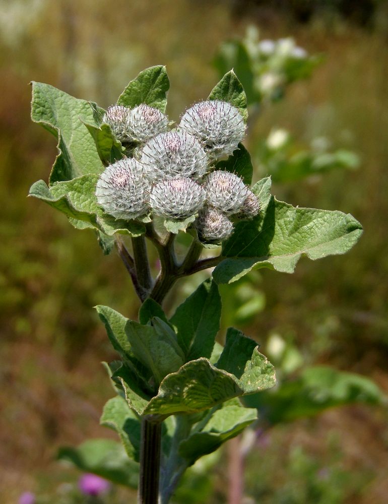 Image of Arctium tomentosum specimen.