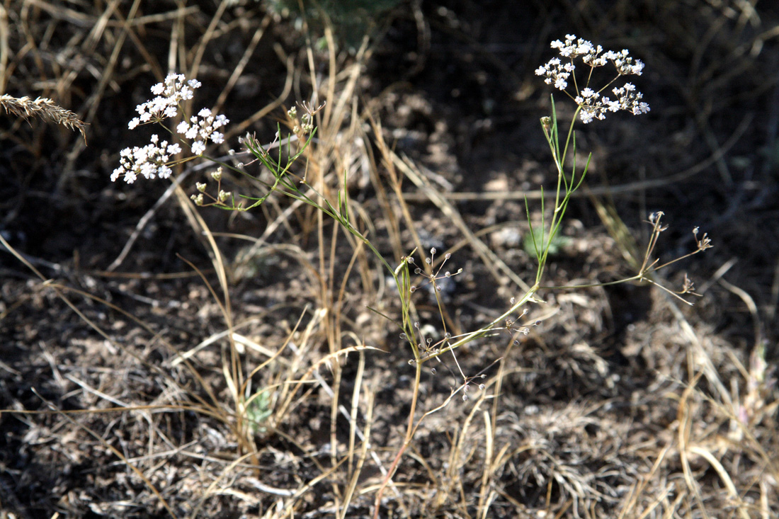 Изображение особи Aphanopleura capillifolia.