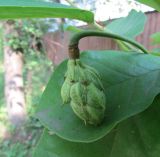 Magnolia sieboldii