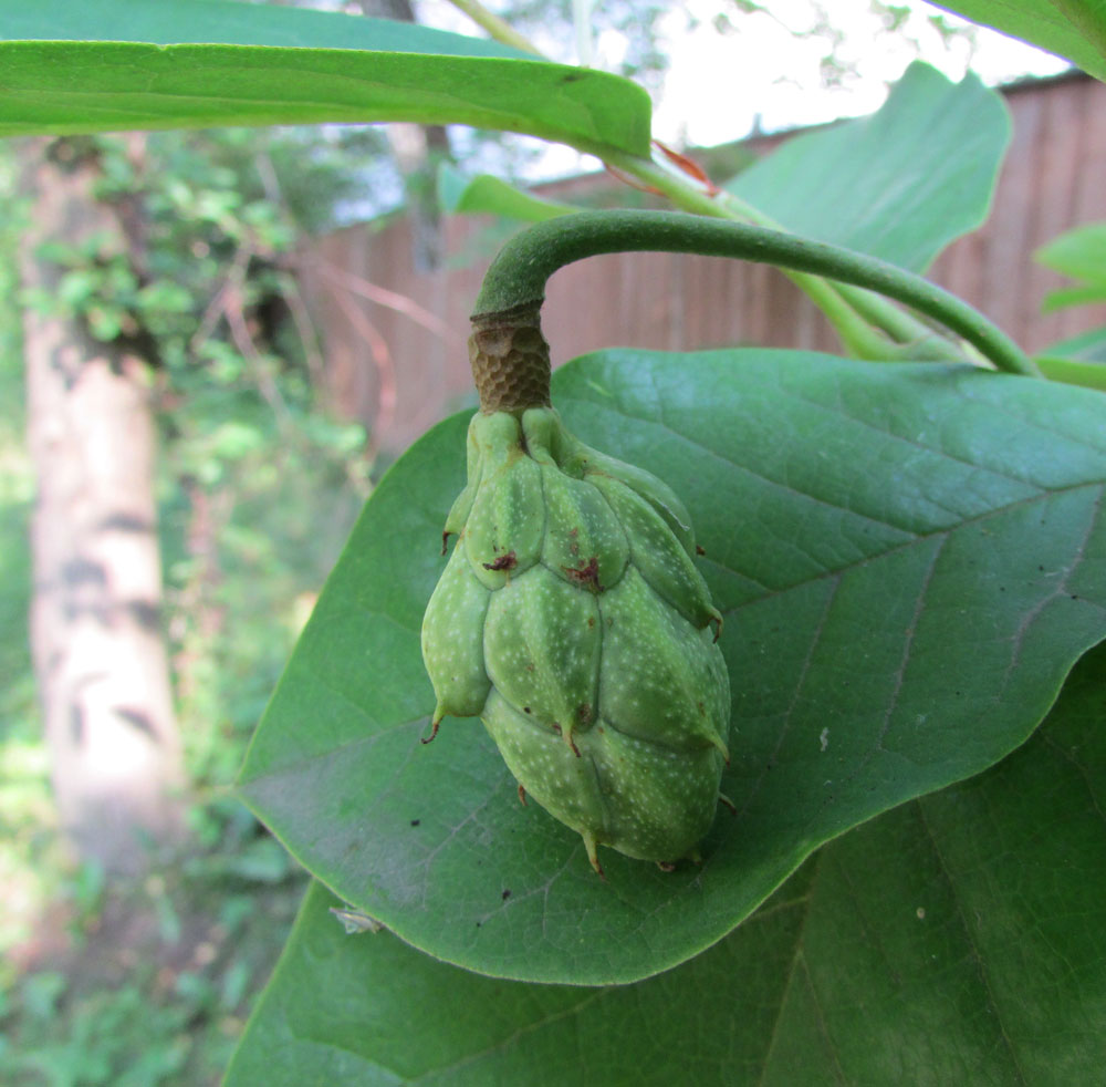 Image of Magnolia sieboldii specimen.