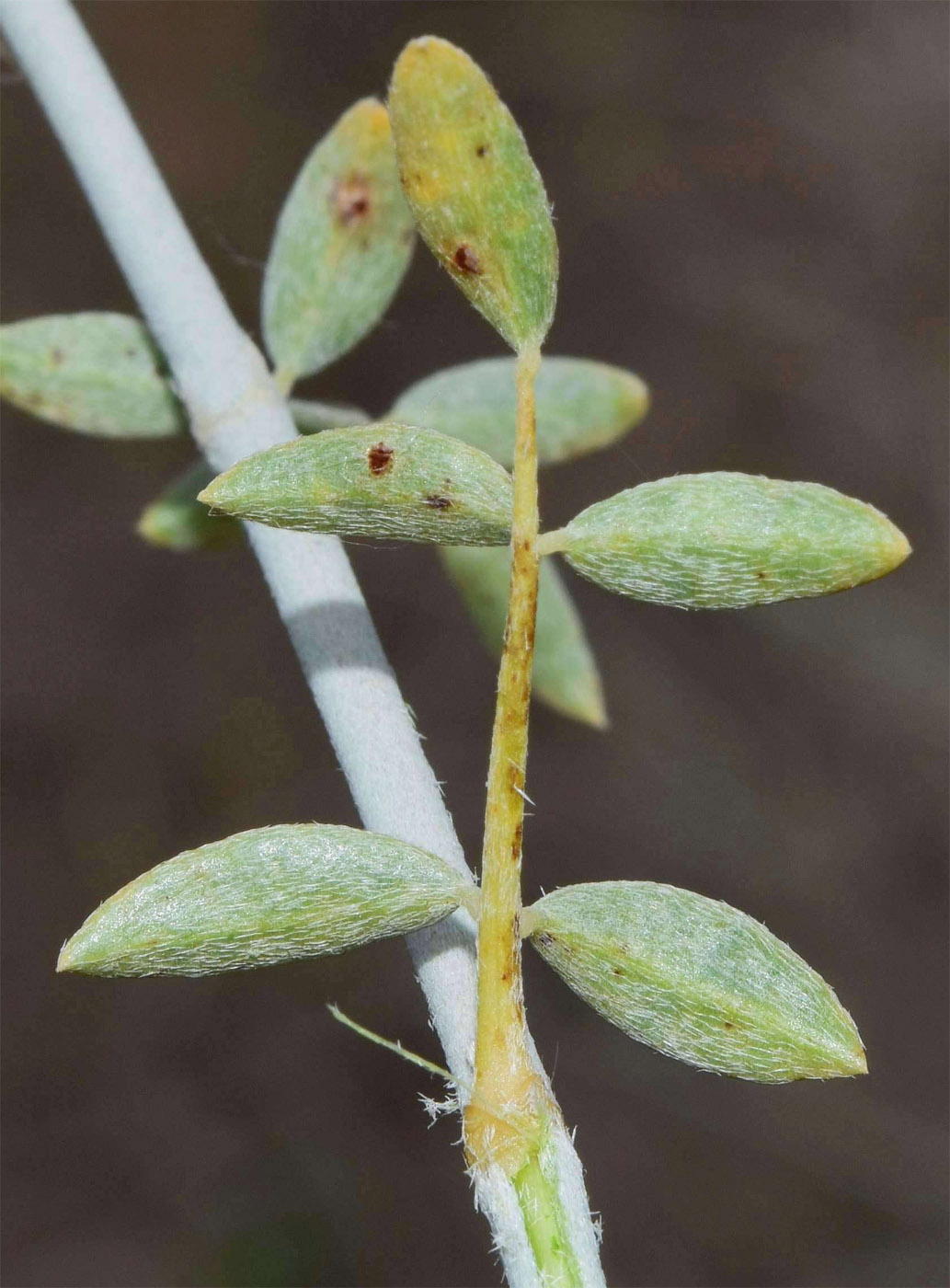 Изображение особи Astragalus chodshenticus.