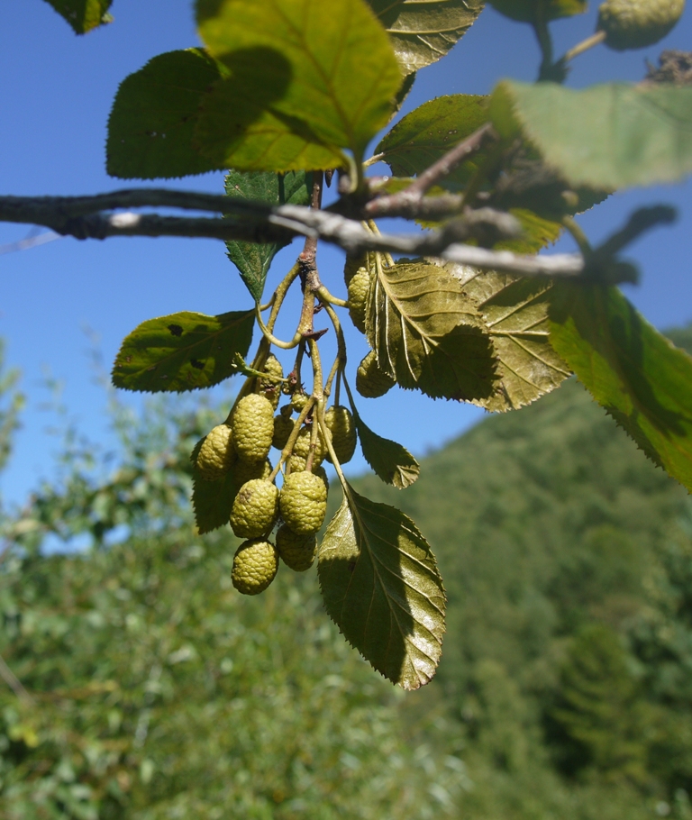 Изображение особи Duschekia fruticosa.