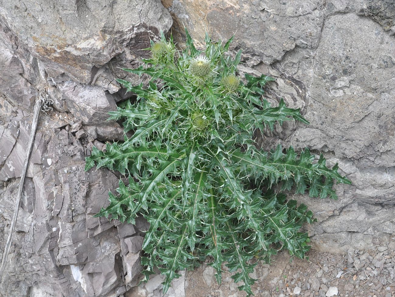 Изображение особи род Cirsium.