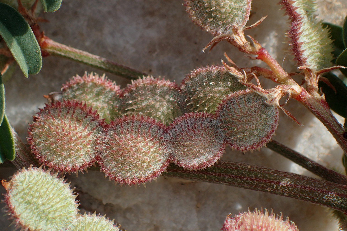 Image of Hedysarum spinosissimum specimen.