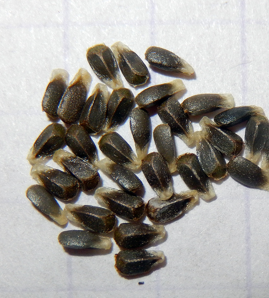 Image of Lamium purpureum specimen.