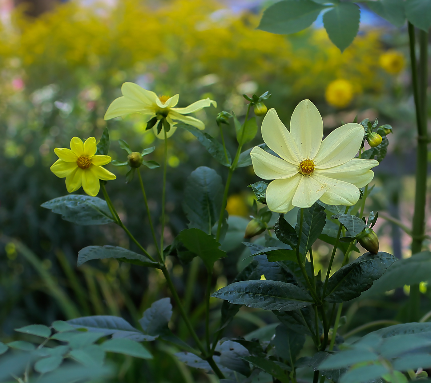 Image of Dahlia pinnata specimen.