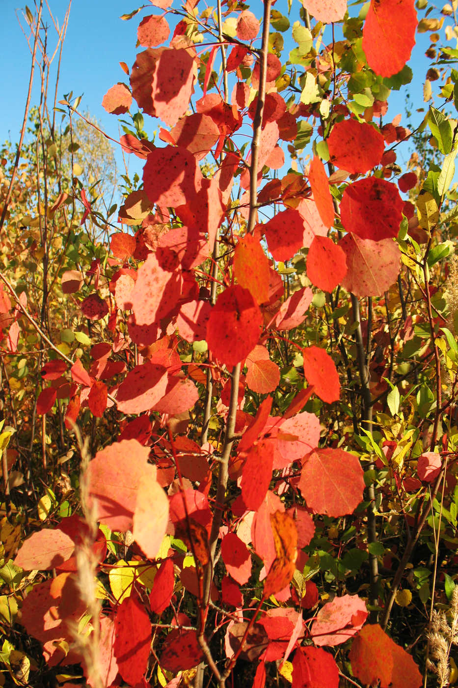 Image of Populus tremula specimen.