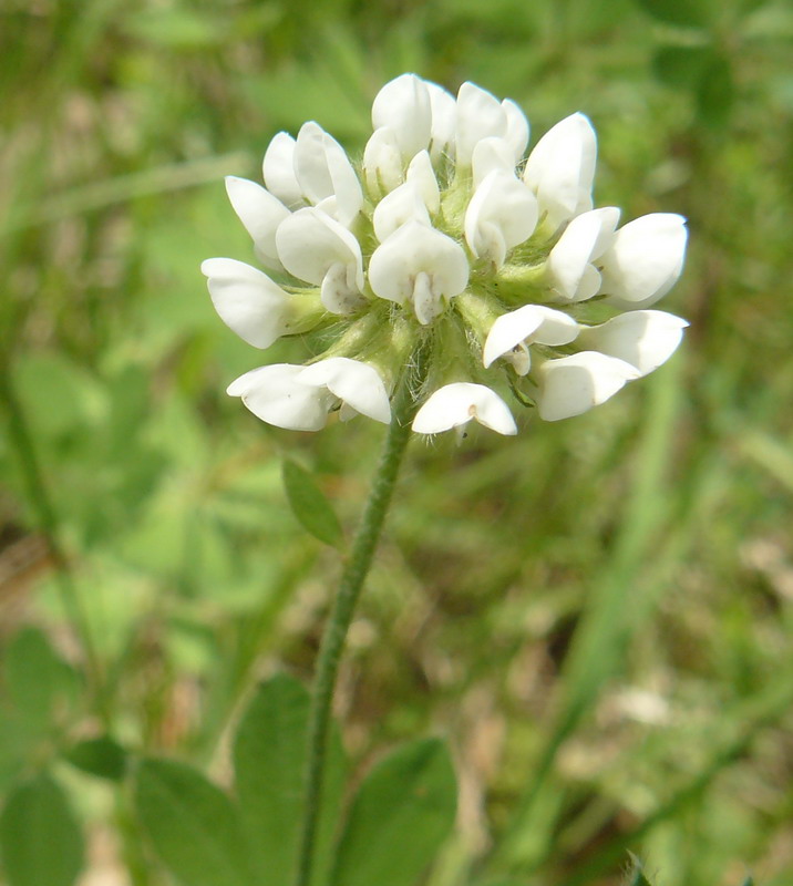 Image of Dorycnium graecum specimen.