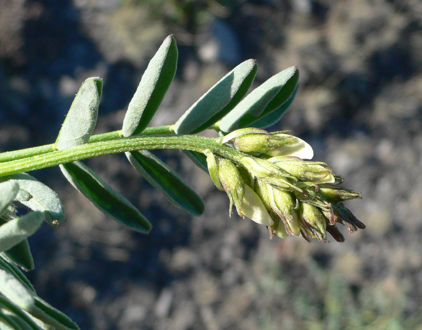 Image of Astragalus tugarinovii specimen.