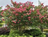 Lagerstroemia indica