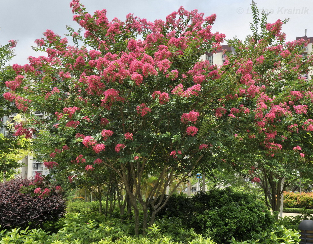 Image of Lagerstroemia indica specimen.