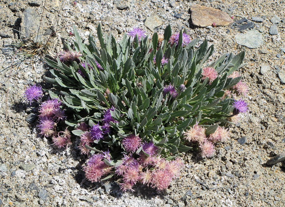 Image of Saussurea famintziniana specimen.