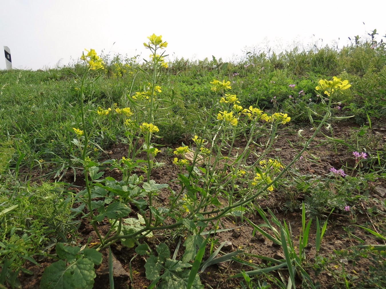 Image of Sinapis alba specimen.