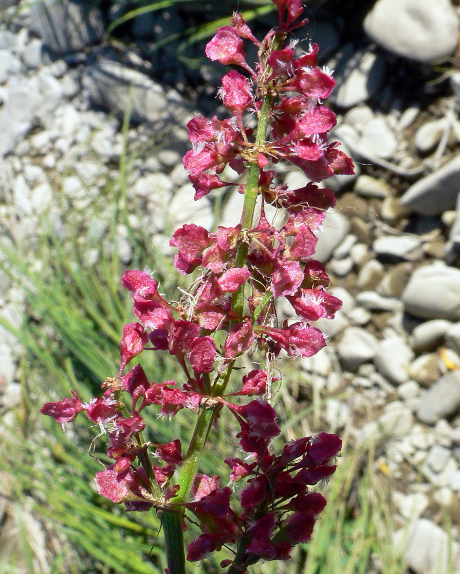 Изображение особи Rumex arcticus.