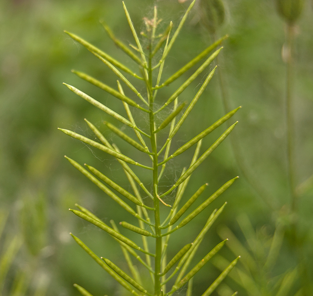 Image of Cardamine impatiens specimen.