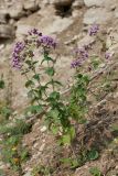 Origanum vulgare