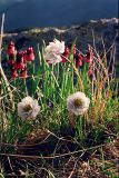 Trollius lilacinus