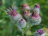 Arctium tomentosum. Цветущие и отцветшие соцветия-корзинки. Московская обл., Раменский р-н, пос. Ильинский, сорное в палисаднике пятиэтажного дома. 17.07.2018.